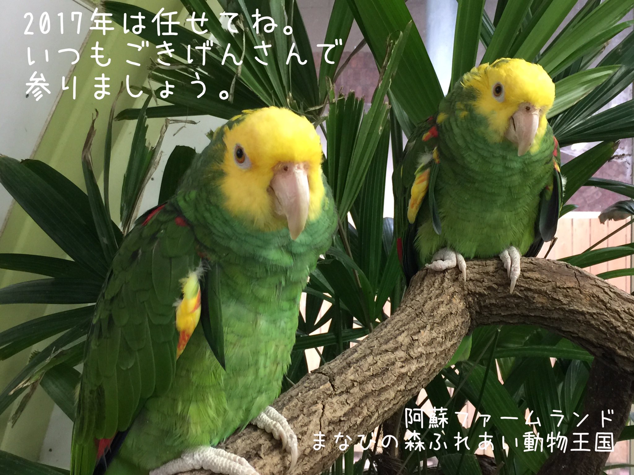 阿蘇ファームランド ふれあい動物王国 ごあいさつ 16年 ありがとうございました 17年もどうぞ宜しくお願い致します 阿蘇ファームランド リスザル オオキボウシインコ カピバラ 素敵な一年になりますように 阿蘇ファームランド ふれあい動物王国 ごあいさつ 16年 ありがとうございました 17年もどうぞ宜しくお願い致します 阿蘇ファームランド リスザル オオキボウシインコ カピバラ 素敵な一年になりますように
