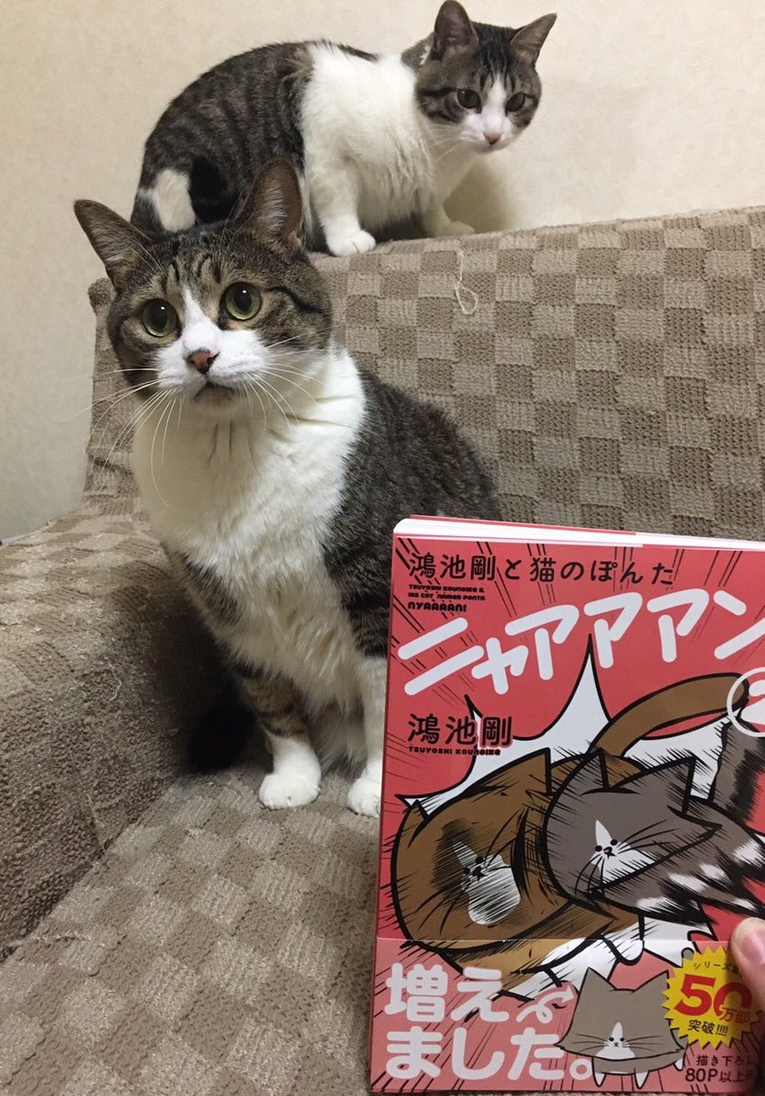 鴻池剛と猫のぽんた ニャアアアン ウッドブック未収録ツイートまとめ ヒモメン 2ページ目 Togetter 鴻池剛と猫のぽんた ニャアアアン ウッドブック未収録ツイートまとめ ヒモメン 2ページ目 Togetter
