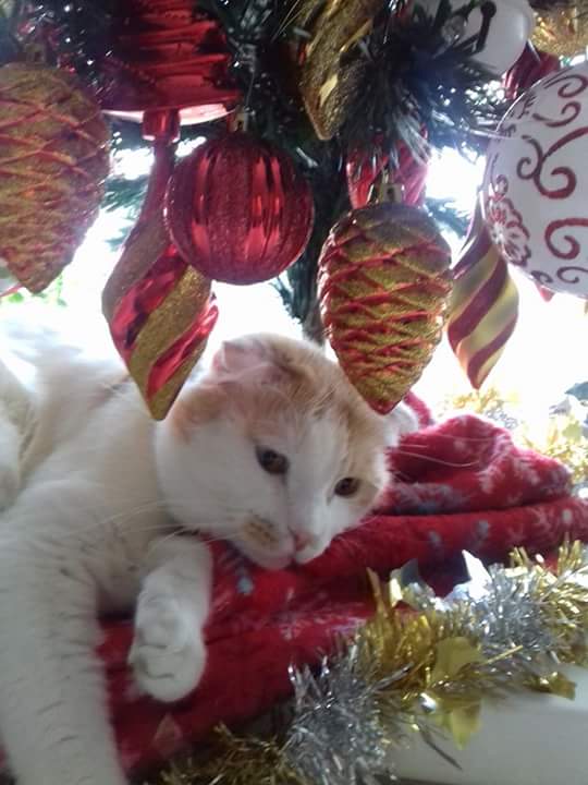 sibirika's tweet photo. Скоро, скоро Новый год!!! https://t.co/s2rC2FiN1W