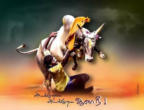 kumarvi007's tweet photo. #tn needs jallikattu https://t.co/fV9DuuBam8