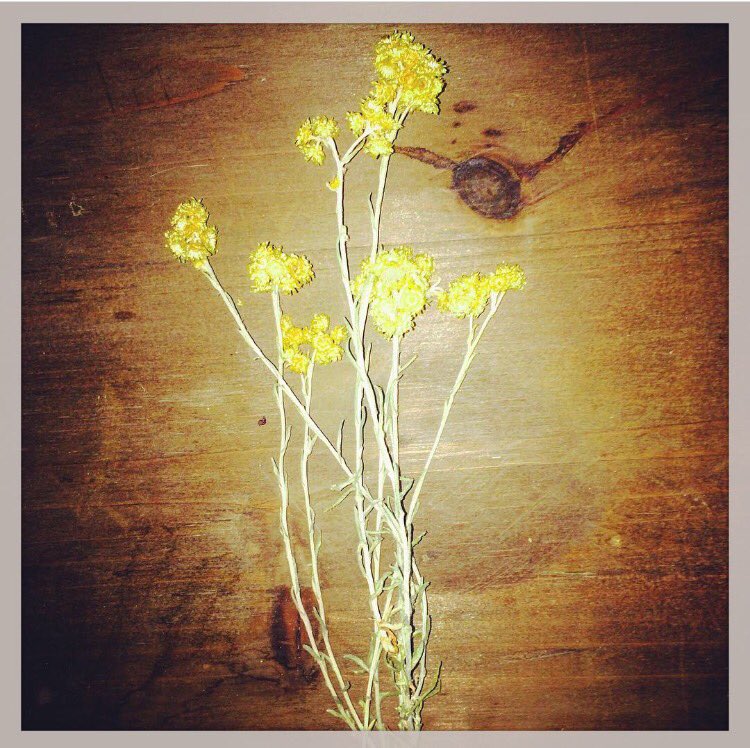 winecreation's tweet photo. 'Immortelle' the flower, holds long onto its colour and structure. Inspiration for our Roussillon red label. #roussillon #wine #immortelle https://t.co/kNkWVA4qrN