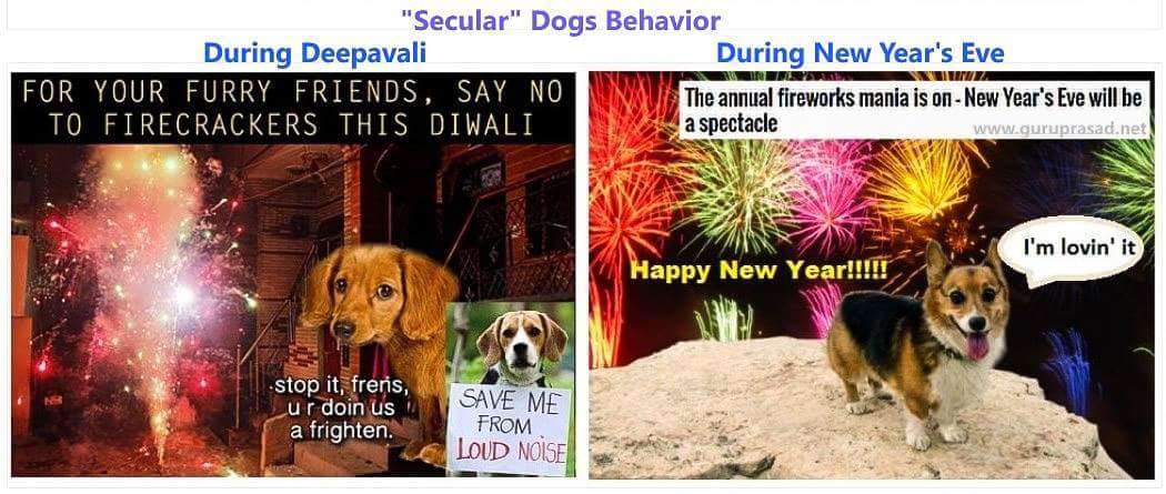 saaxenanurag's tweet photo. #SecularDogs #truestory right @AnushkaSharma ???? #ByeBye2016 #Goodbye2016 https://t.co/Bu63dWnTmR
