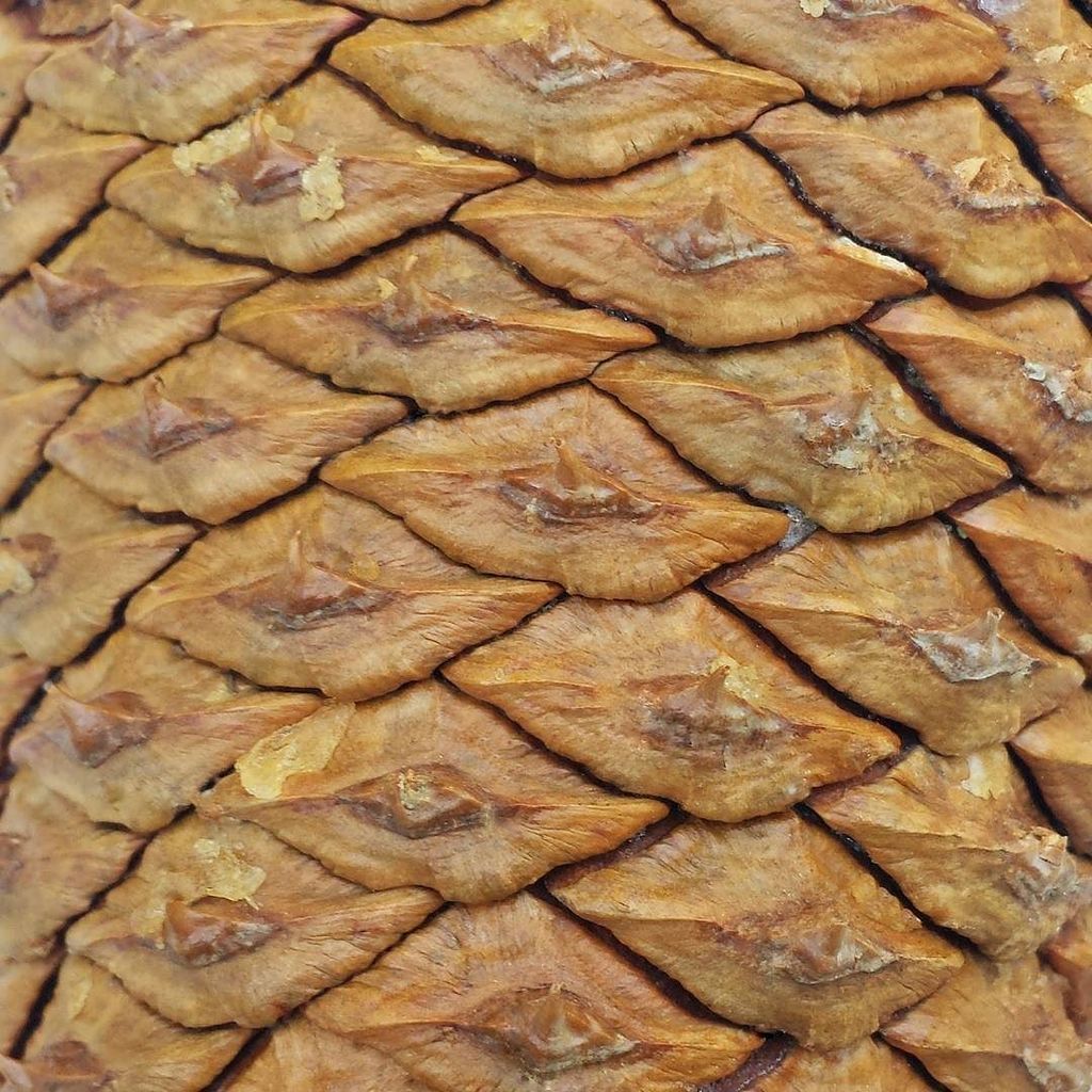 Texturologist's tweet photo. Peel back the layers... #pinecone #nature #texture #textures #texturology https://t.co/OULTwfO2NN https://t.co/Sq3UyfF4yj