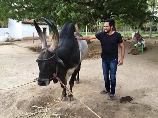 iam_tamizhanda's tweet photo. Thanks fr u support bro..If #Jallikattu is re established u guyzz hav a great part in it..Tysm fr ur support! #Tamizhanda #Massda✌🏼👌🏼 https://t.co/DimVGDJPs2