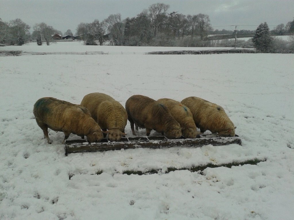 NNweather's tweet photo. Looking back at 2016 the only day with widespread snow in the county was the 17th of January as these photos from @NNweather followers show. https://t.co/6qEKLvQKFi