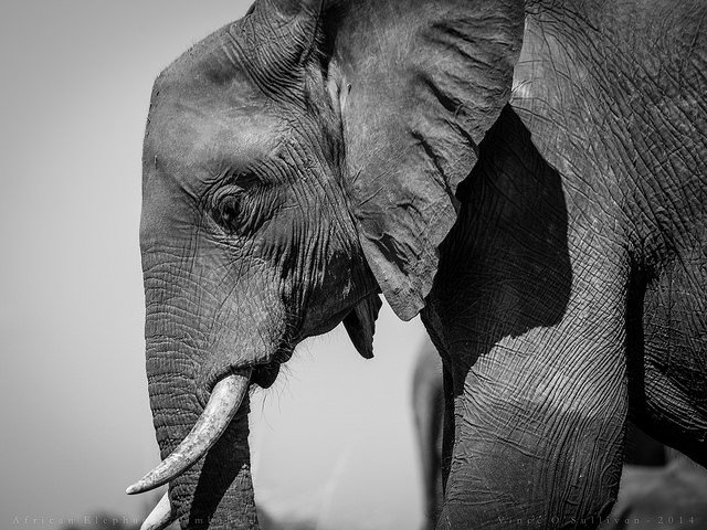 InterTogo's tweet photo. #ÉtrangeCruauté #Zimbabwe vend jeunes #Éléphants à #Chine qui ne vend ses #pandas à aucun pays #ÉvidenteAnomalie #LesSortantsDoiventSortir https://t.co/gqrXT9WnZ3