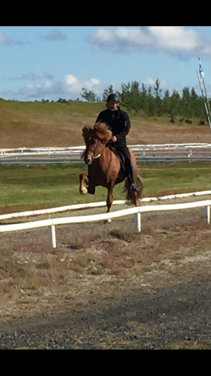 #riding #tolt on an #icelandichorse #iceland