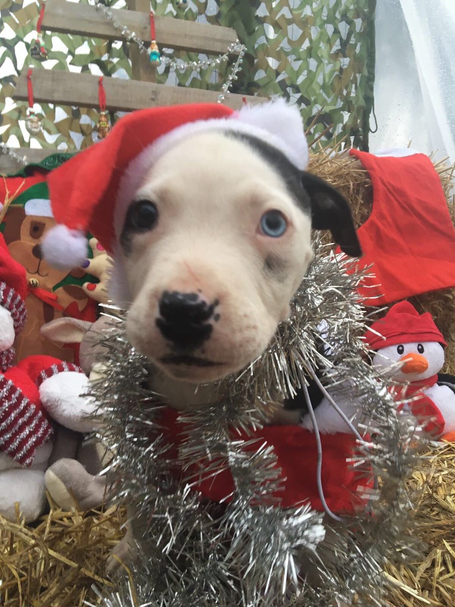 RDR_Dogs's tweet photo. One more sleep..... I'm so excited love Ryder! 🎄 https://t.co/ueF6kxhQ6L