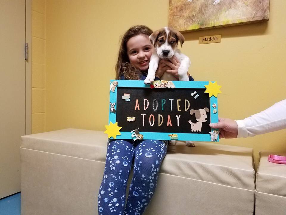 twilson_tpp's tweet photo. Lea went to her forever home! ❤️🐾😍 #thisiswhyIfoster https://t.co/AsQ76Xm1Zs