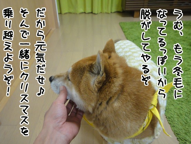ファーーーwww
今日wイブwwww
ワンコww預かwwるww
しかもww24、25日ww
ガチでwwwドコにもww
行けwwwないwww
…
……まぁ
何の予定もねぇけど…
U ゚ ェ ゚ Uサンポ行こ…