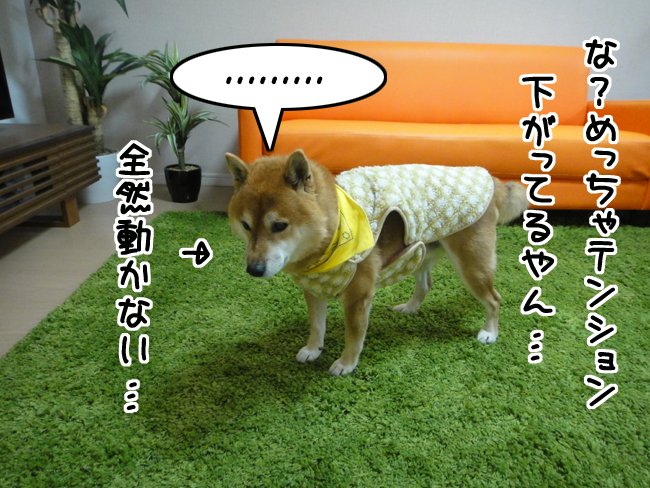 ファーーーwww
今日wイブwwww
ワンコww預かwwるww
しかもww24、25日ww
ガチでwwwドコにもww
行けwwwないwww
…
……まぁ
何の予定もねぇけど…
U ゚ ェ ゚ Uサンポ行こ…
