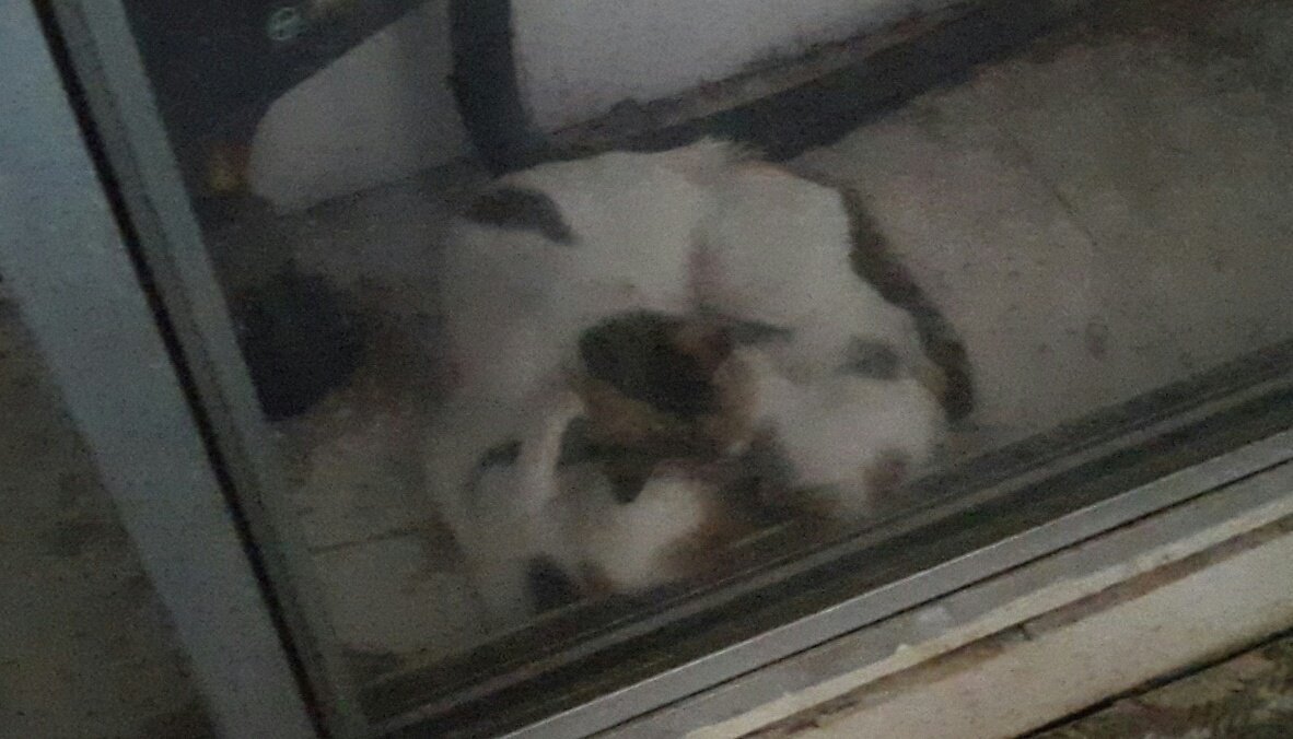 siddheshb's tweet photo. Mom and #kittens in our electricity box 😍 #FriendsOfStrays #Pune https://t.co/nnhJXtSLMc