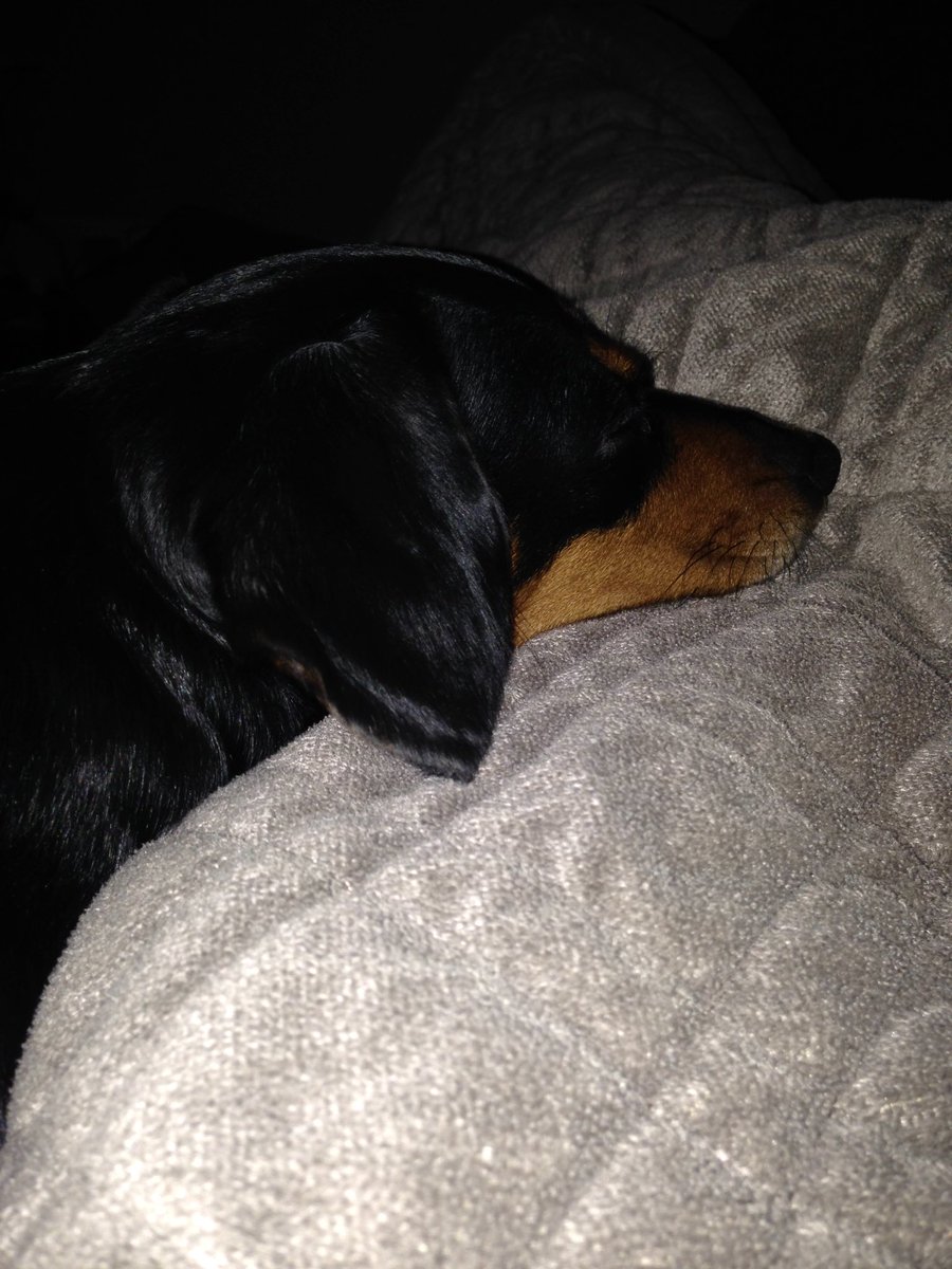 herecomesdaboo's tweet photo. #doxie #ChristmasEveEve #NiceList https://t.co/ifRbc9zstB