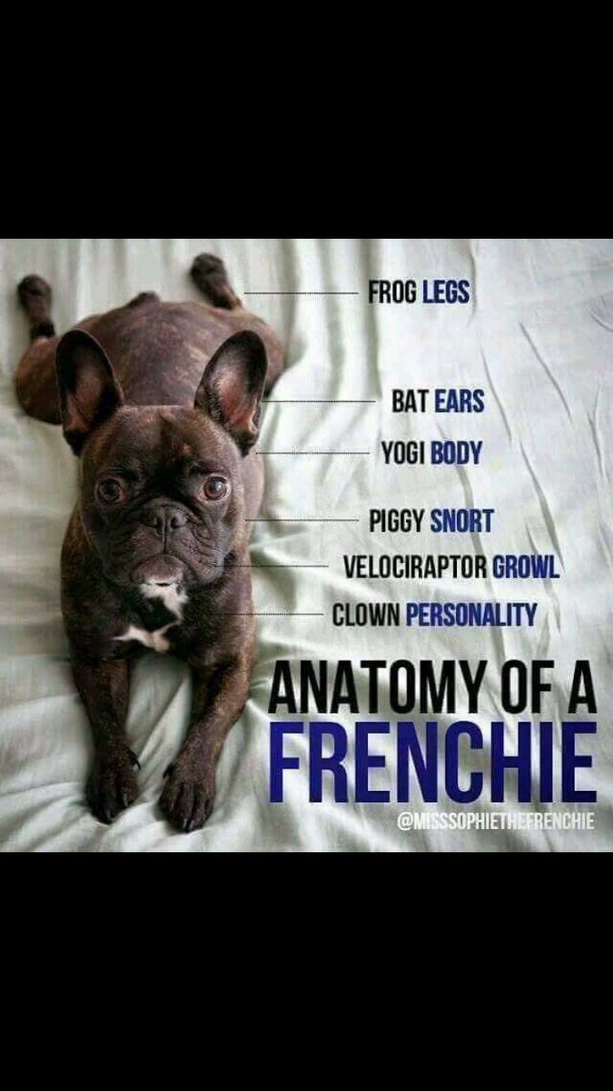 hugo_3012's tweet photo. Sums me up well #frenchie #frenchbulldog #happypuppy #lovelife https://t.co/uTceVZWRJh
