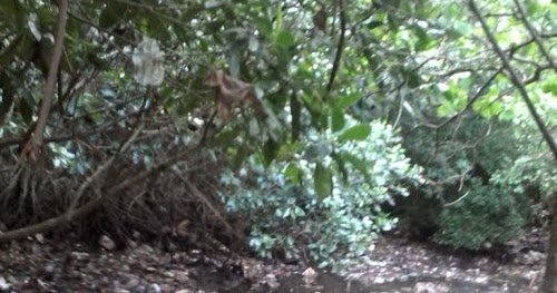 ketutsanjaya401's tweet image. inilah faktanya hutan bakau
#SaveTelukBenoa @Jokowi @DPR_RI @KementerianLHK