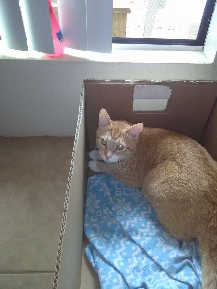 LUV_Recovery's tweet photo. Now, let ME Intro all my Real #Kittybabies in my house! This is Mr. Boots in a Box! He is the shy but a #Lover 2! *CaT LyoN* https://t.co/yk4cEDT6WA
