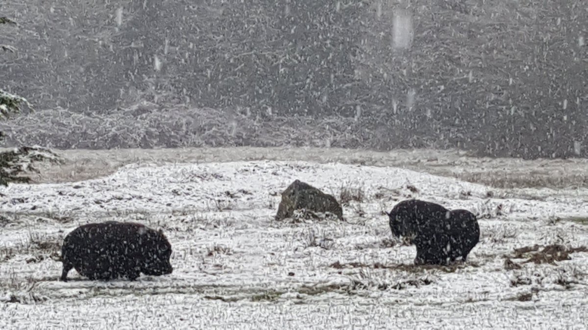 Pigs Peace Sanctuary tweet media