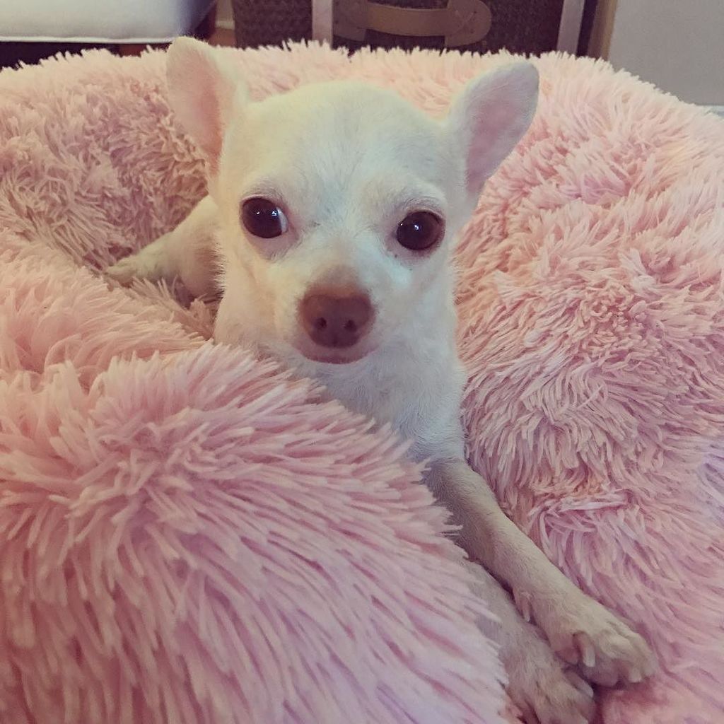 DanaRandallNYC's tweet photo. This little brat ... I mean "princess" 🐶🐾👑 #chihuahuasofinstagram #chihuahuas #tribecadogs… https://t.co/3PCO26OOMT https://t.co/nqREpswD2F