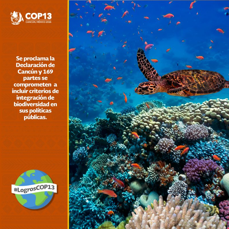 La #DeclaraciónDeCancún implica redoblar esfuerzos para integrar la #biodiversidad en el desarrollo de los países. #COP13 #LogrosCOP13
