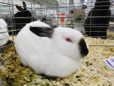 טוויטר 世界のウサギ図鑑 בטוויטר カリフォルニアン アメリカ原産のうさぎ ヒマラヤンとほぼ同じ外見ですが異なるのは体の大きさでカリフォルニアンの方が大柄です 全身は真っ白で耳や鼻や脚 尻尾は黒い色をしています T Co Enusxe6hfm טוויטר 世界のウサギ図鑑 בטוויטר カリフォルニアン アメリカ原産のうさぎ ヒマラヤンとほぼ同じ外見ですが異なるのは体の大きさでカリフォルニアンの方が大柄です 全身は真っ白で耳や鼻や脚 尻尾は黒い色をしています T Co Enusxe6hfm