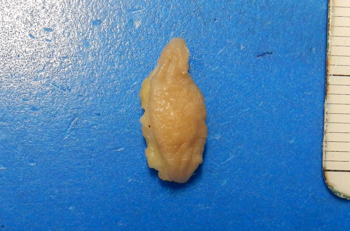 Dermpathl tweet picture