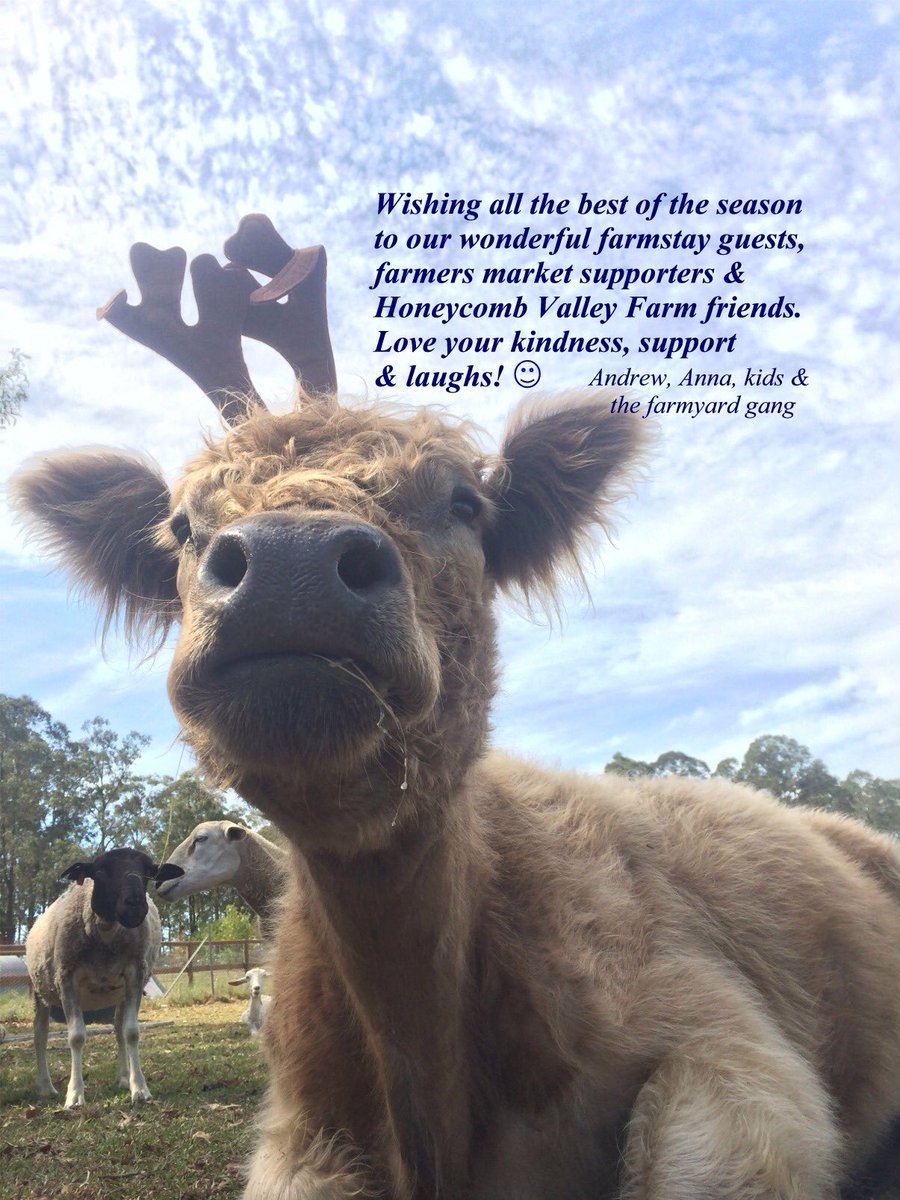 HoneycombValley's tweet photo. Just one more sleep #reindeer #cow https://t.co/4dz6aSPECO