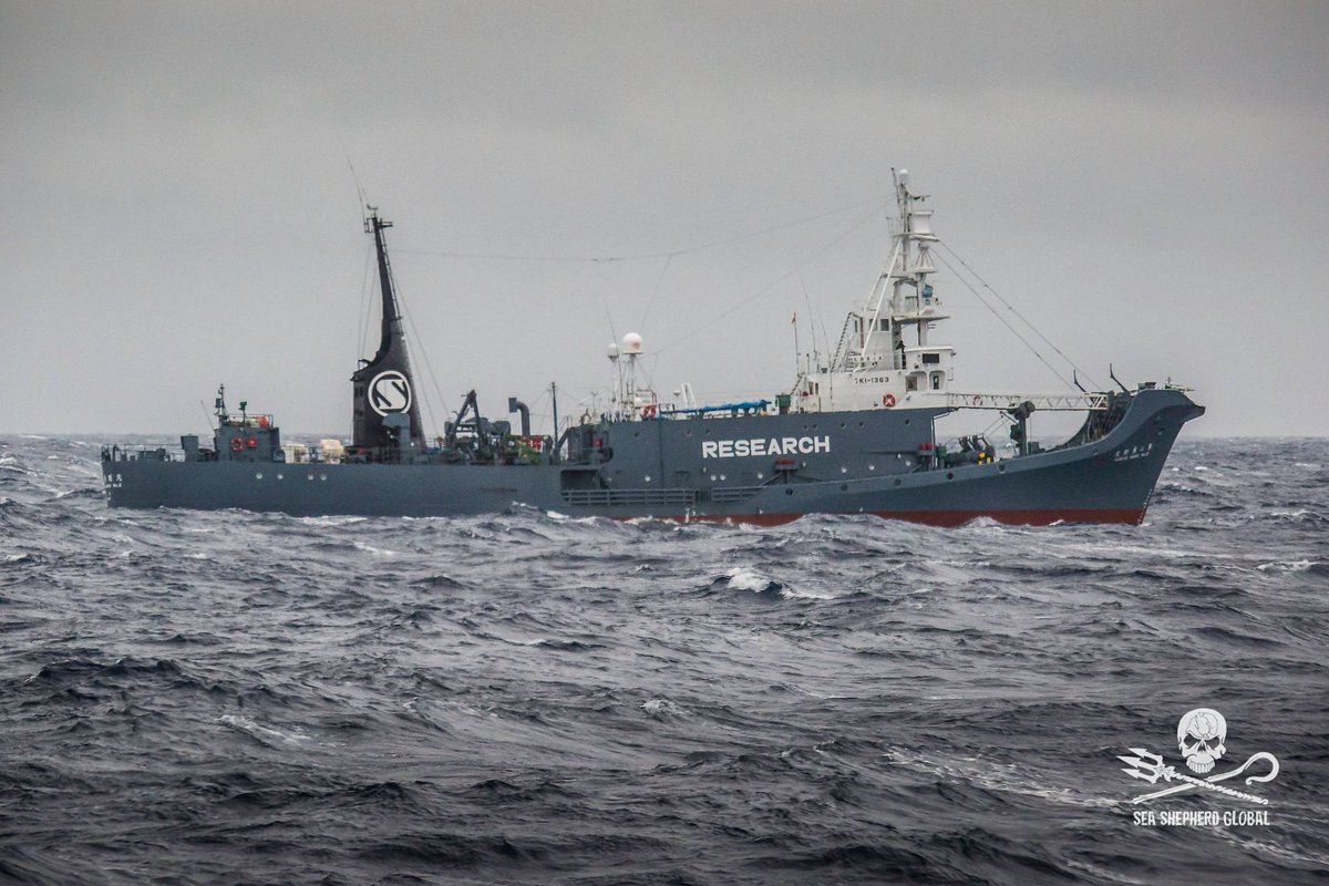 Jeff_Hansen's tweet image. THIS IS THE WHALE KILLING BOAT FOUND IN THE AUSTRALIAN WHALE SANCTUARY - HARPOON COVER OFF - MEANING THE POACHERS WERE HUNTING @seashepherd
