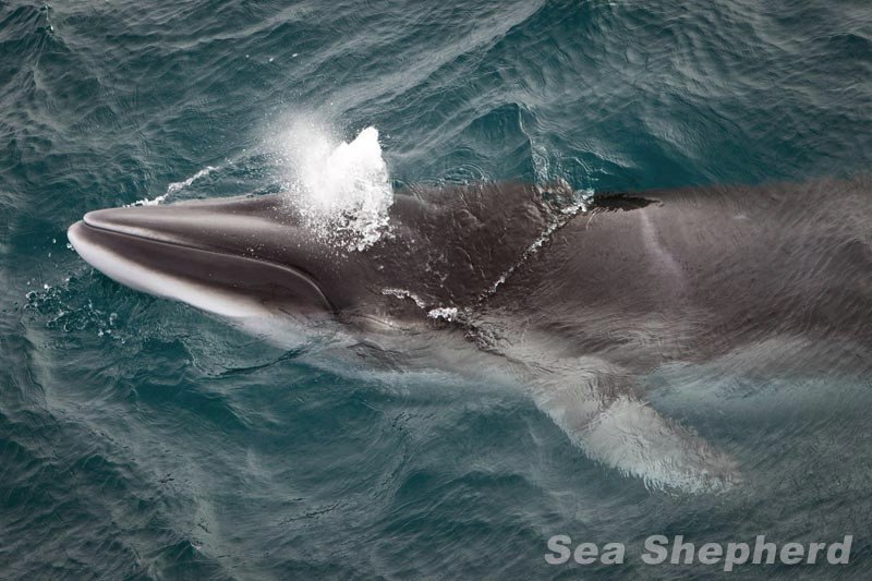 Jeff_Hansen's tweet image. THIS IS THE WHALE KILLING BOAT FOUND IN THE AUSTRALIAN WHALE SANCTUARY - HARPOON COVER OFF - MEANING THE POACHERS WERE HUNTING @seashepherd