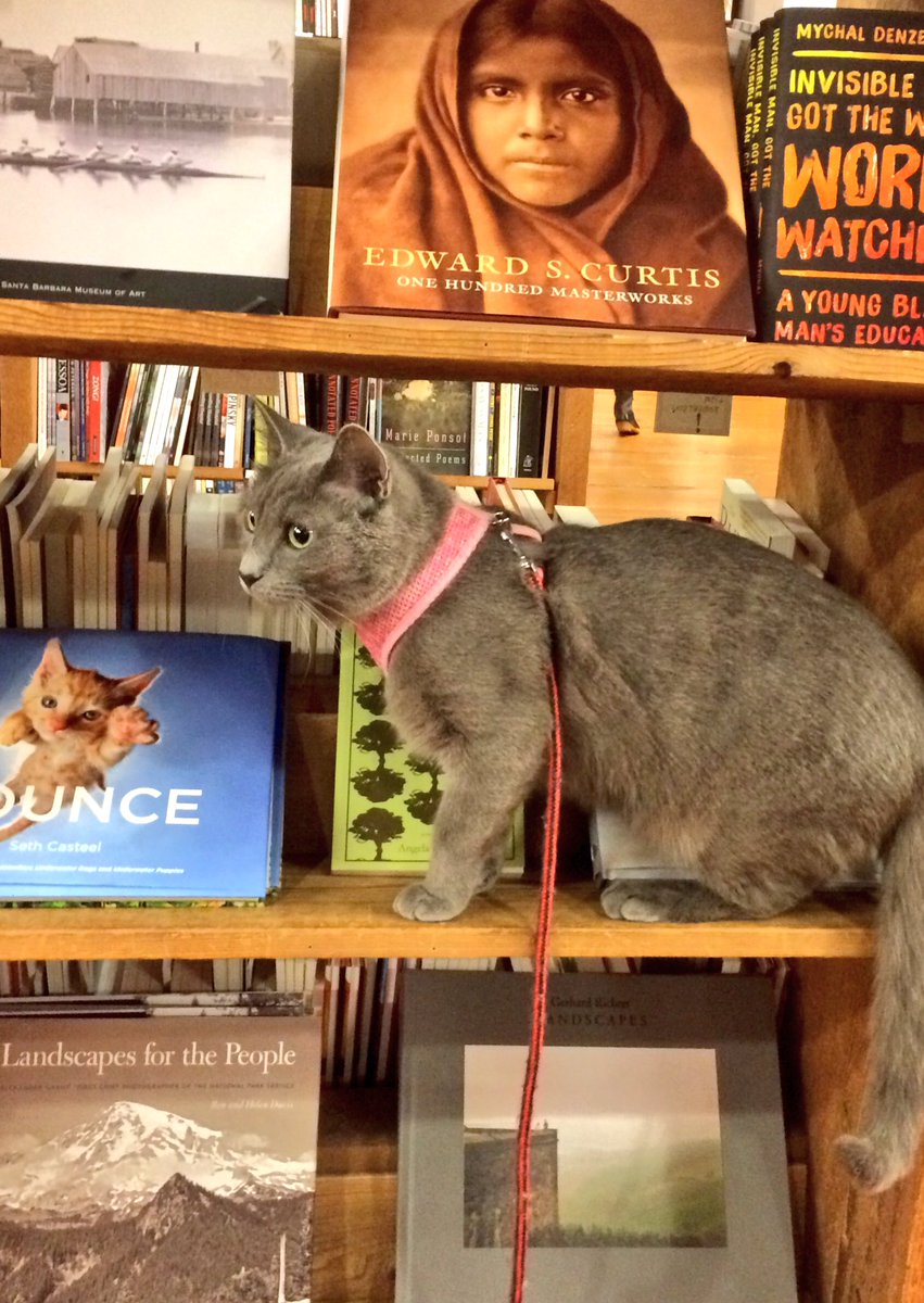 ElliottBayBooks's tweet photo. Some cats are bookshelf cats, and some are secret table cats. #catsofebbco https://t.co/eXUnsVfB2G