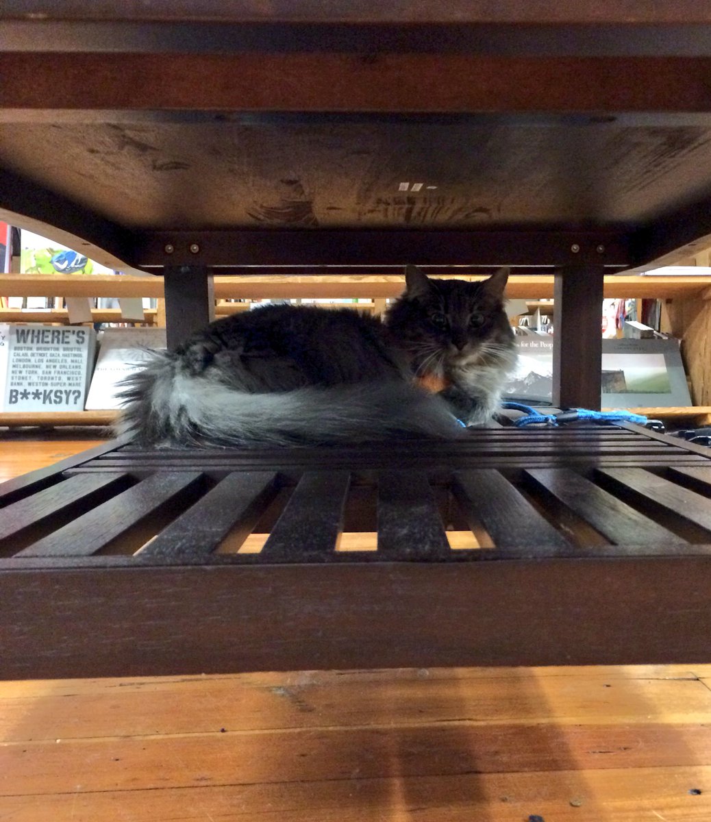 ElliottBayBooks's tweet photo. Some cats are bookshelf cats, and some are secret table cats. #catsofebbco https://t.co/eXUnsVfB2G