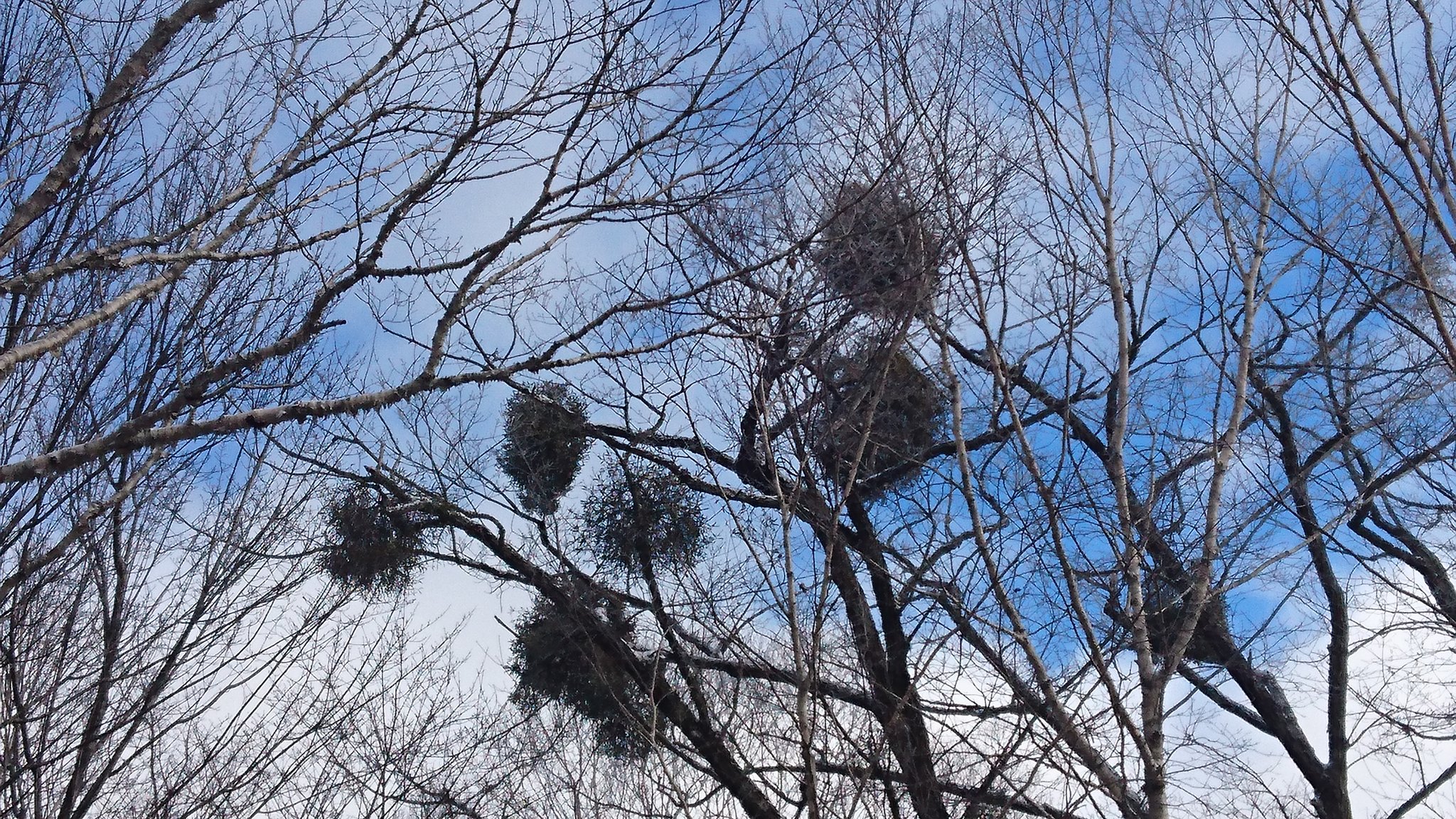 Twitter এ 赤城山 青木別館 大沼湖畔のヤドリギ 宿木 ヨーロッパではクリスマスにヤドリギのリース もメジャーだとか 木々の葉が落ちた冬のこの時期はヤドリギのグリーンボールが観察しやすい季節です 落葉樹 サクラ ミズナラ などの枝にマリモを大きくしたような
