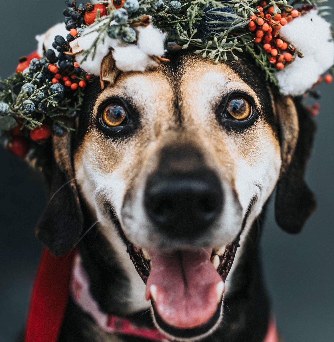 Pawz's tweet photo. Tis the season https://t.co/yj2RwXNE7Q