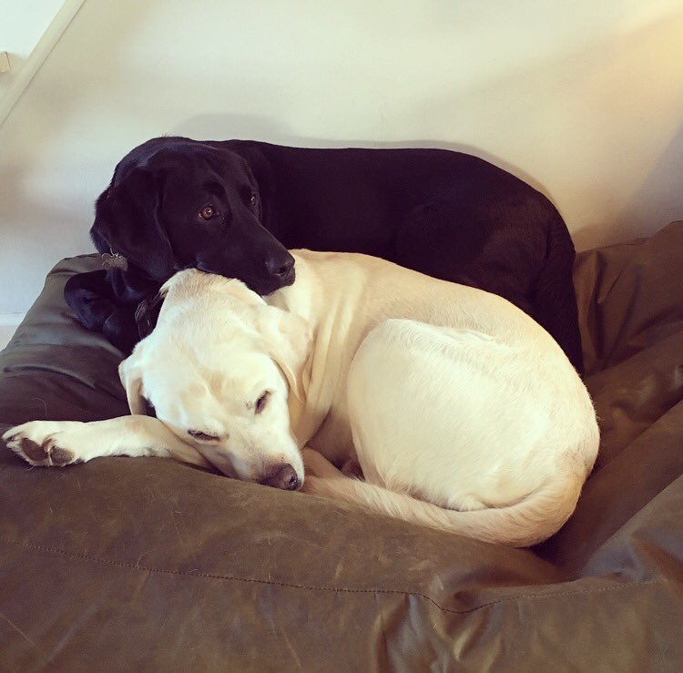 PawshakeDK's tweet photo. Julen handler om tid og hygge med sine kære ❤️❄️🎄#hundehygge #julen2016 #julehygge #labrador https://t.co/jEzEFRwR16