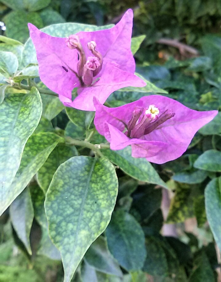 Scorci dei nostri giardini #villasantisidorodecordova #aspra #giardini #fiori #casamuseo #museo