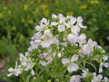 Mnaeskeig ダイコン 大根 被子植物門双子葉植物網離弁花亜綱ケシ目アブラナ科ダイコン属 消化酵素ジアスターゼを含みます 最近は怠惰な農家があるので大根の花の写真を撮ることができます 栽培の歴史が古いので原産地を判定できません T Co