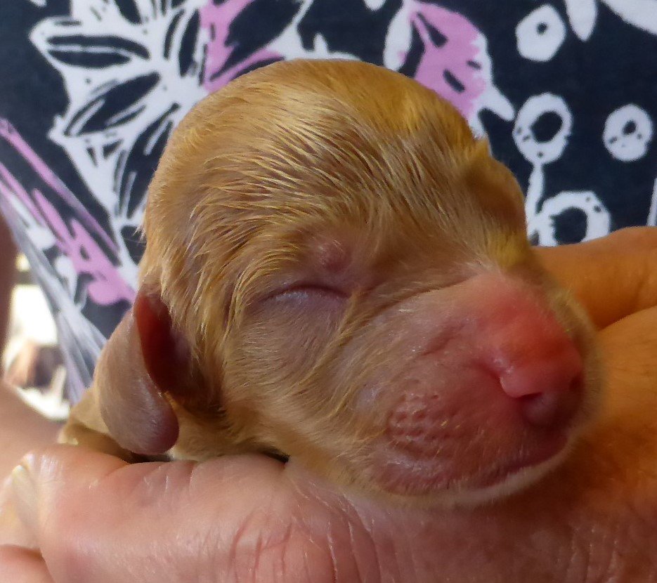 FionaDaniels2's tweet photo. @HearingDogs newborn pup Rudolph would like to wish everybody a very Merry Christmas https://t.co/NRQLMBtpoD