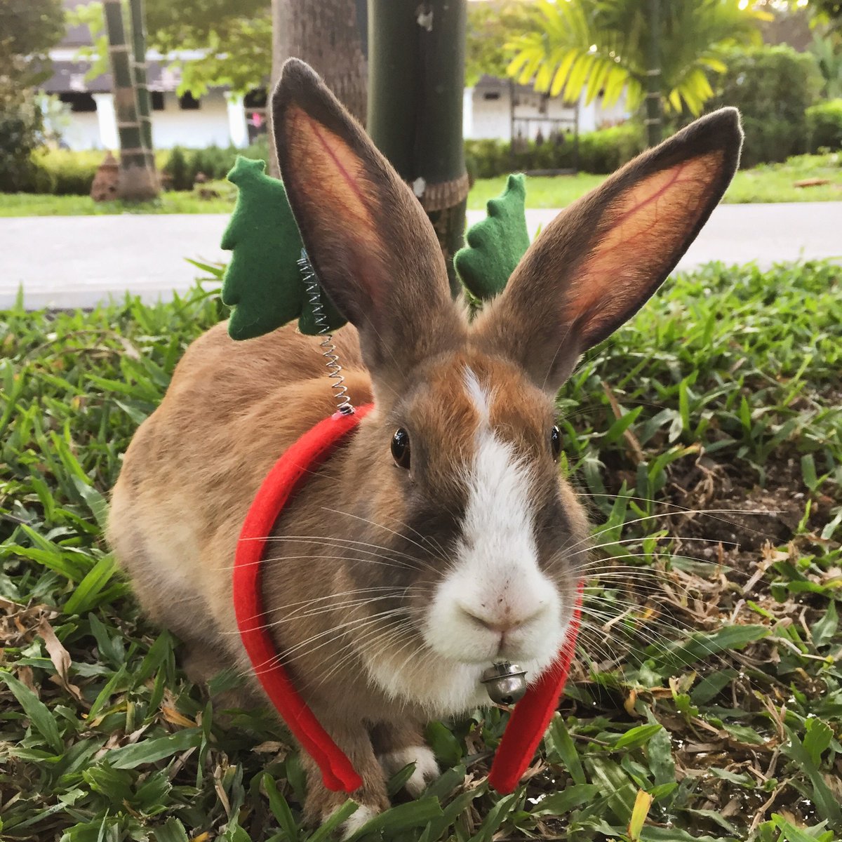 Sofitel Luang Prabang wishes you a Happy Christmas with your beloved ones! 🐰🥕