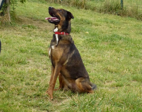 Adoptez_Moi's tweet photo. [81] Coucou, c'est Balou ! Je suis un chien de type croisé / autre (berger b…
Plus d'infos : https://t.co/OXQrfVvBm4 https://t.co/vBoZTrByGi