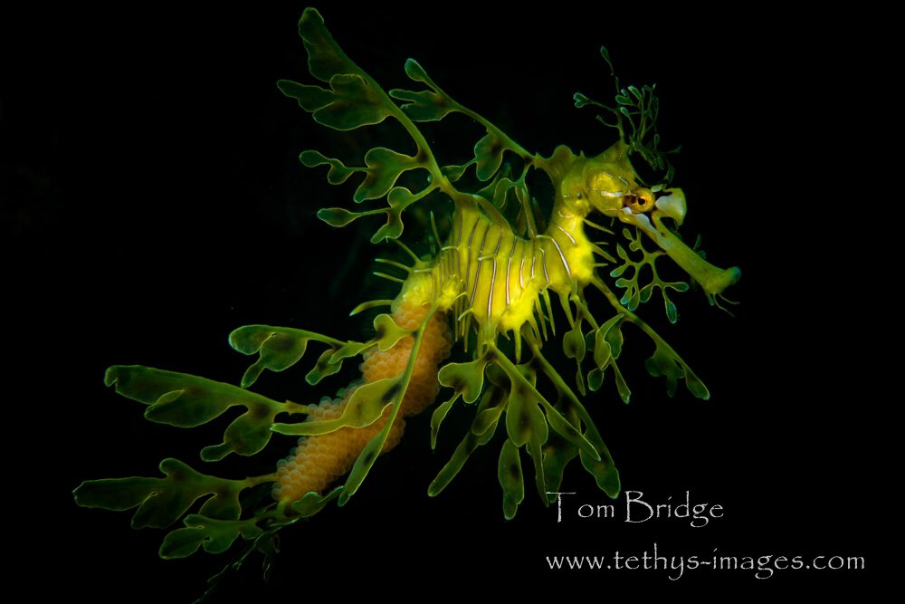 Tethys_Images's tweet photo. Male Leafy #Seadragon carrying his eggs; Rapid Bay, South Australia https://t.co/MKZIMeY4oQ