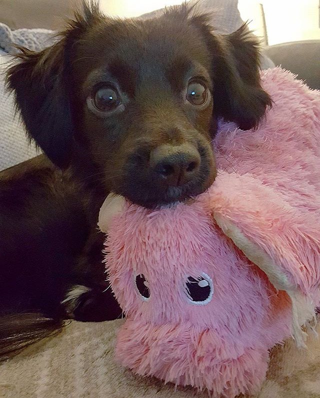 SoMuchAww's tweet photo. With his stuffed animal https://t.co/rSgTmVDFSU