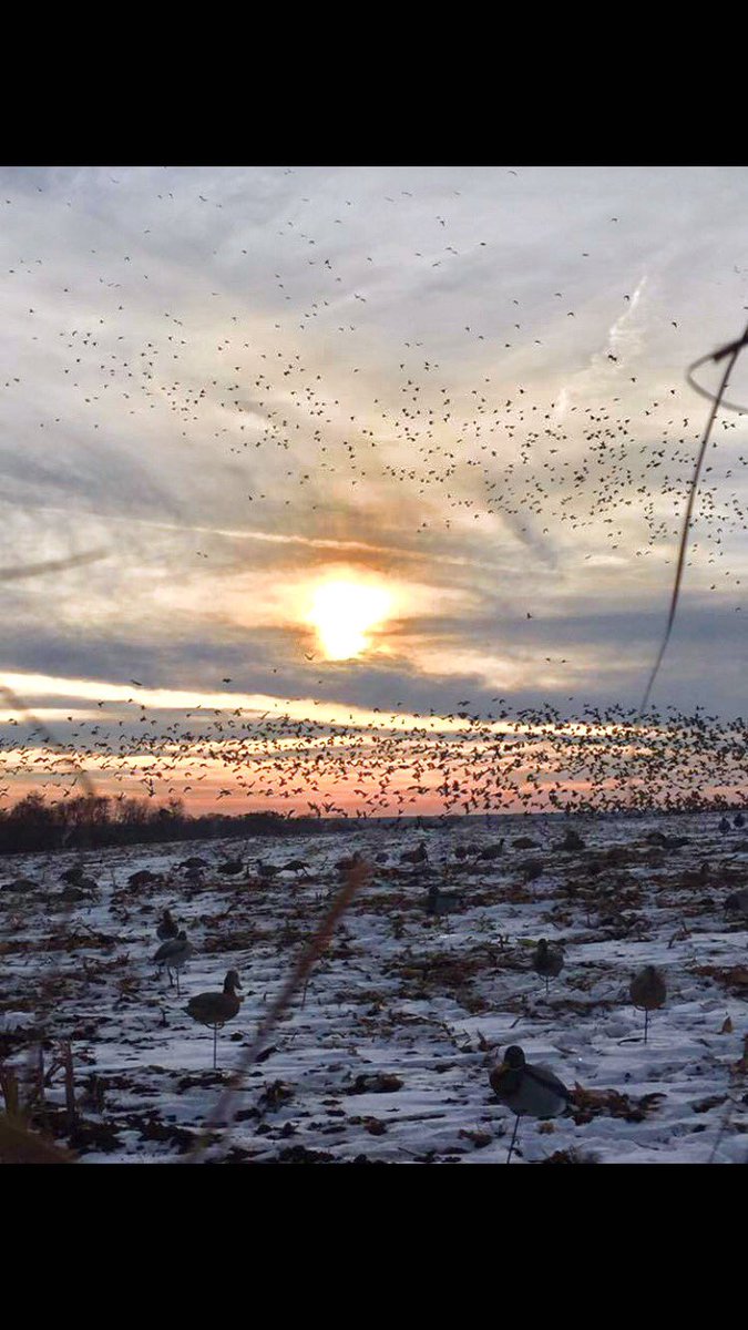 MFowlers's tweet photo. Moments like these; no calling, no safeties clicked off, not a single shot fired, and not a word said. (eyes wide open and jaws dropped) https://t.co/zmGDyRi65m