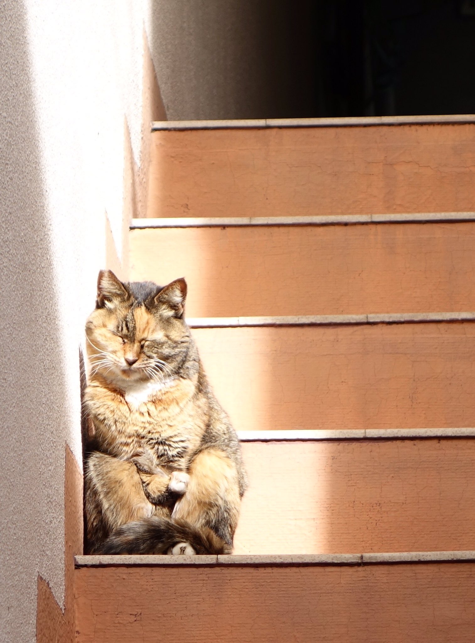 Arthousemiucaw 猫の昼寝 Megcci Shinpin 100 絵本 児童書 Wsimarketingedge Com