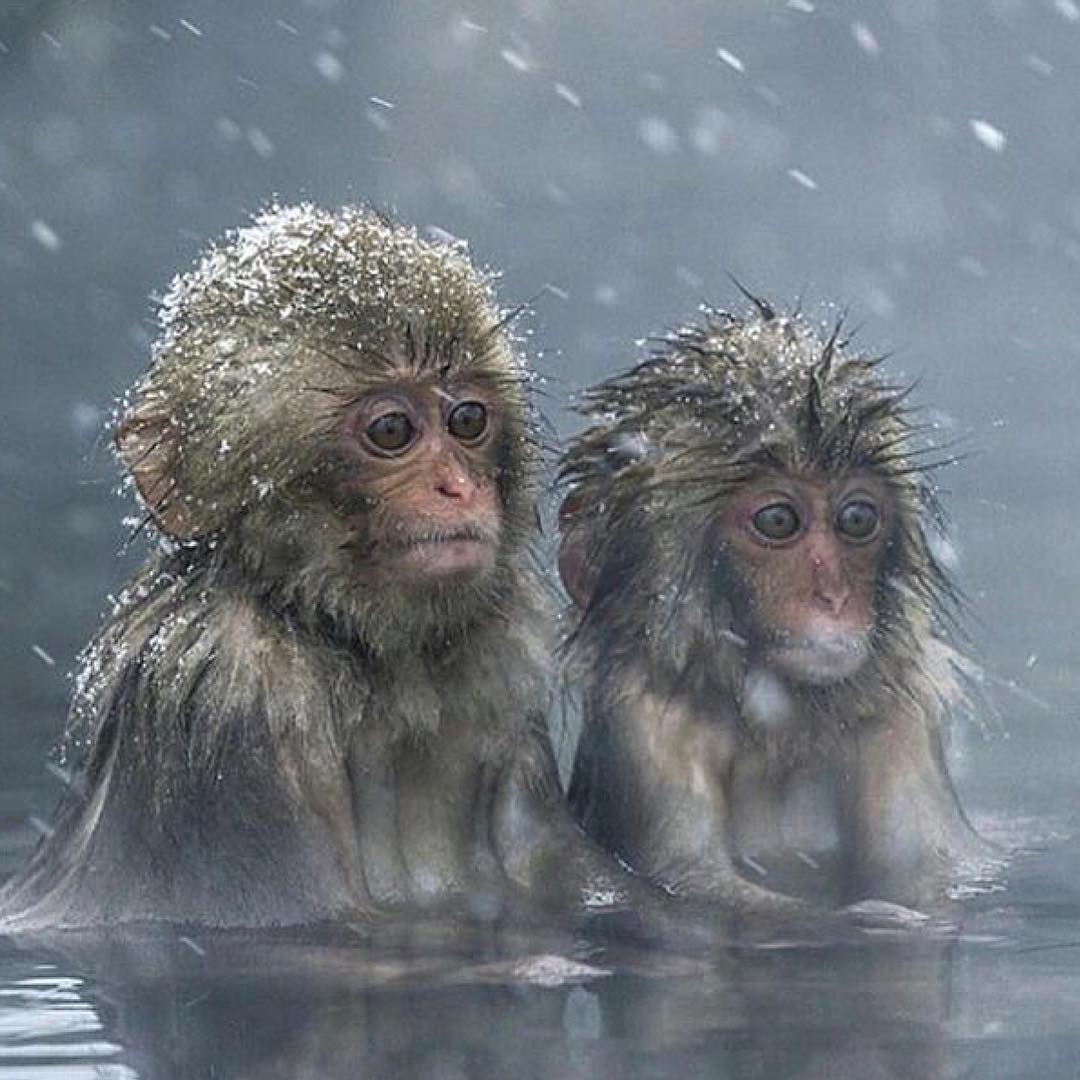 Oh little monkeys, so cute..:)  #OneLove <3