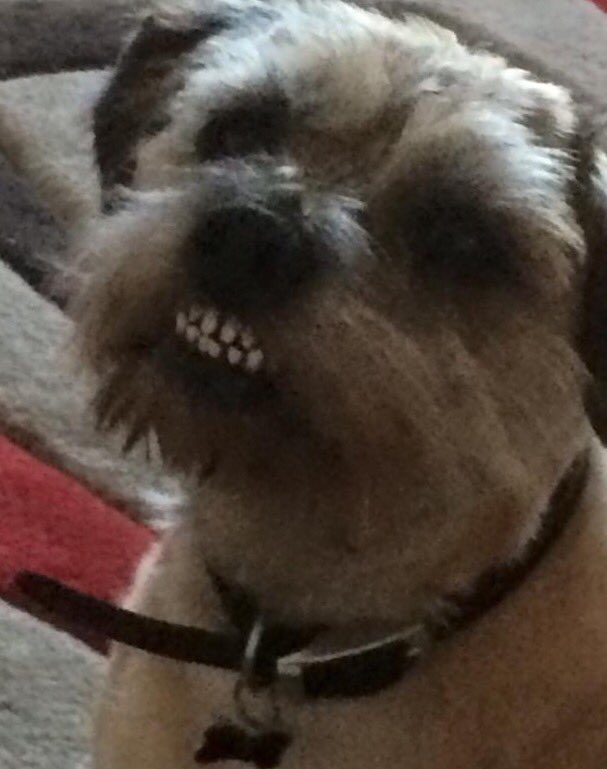 HenryBorderT's tweet image. Please tell Santa I've been good!