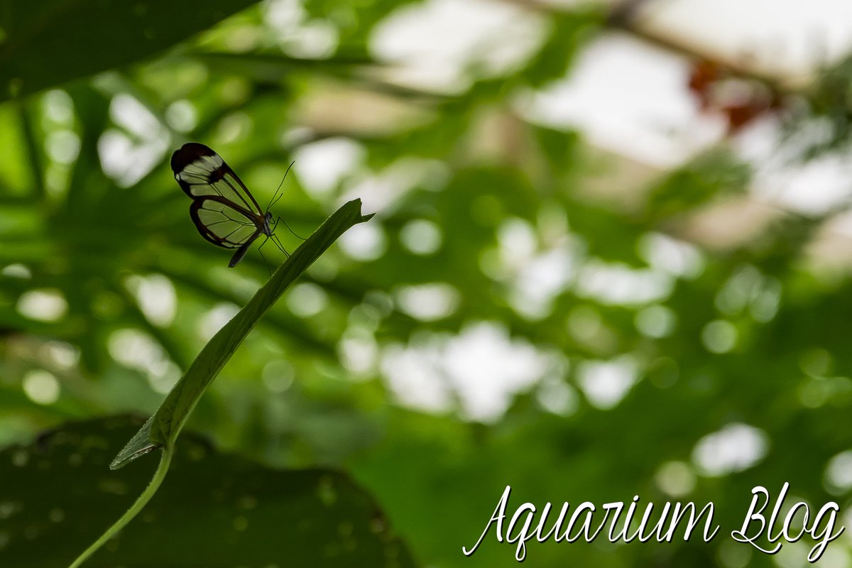 AquariumBloges's tweet photo. Qué título podríais a esta foto?
#AquariumBlog #GretaOto #Mariposa #GlassWingedButterfly #Butterfly #MariposarioDeBenalmadena #PickOfTheDay https://t.co/SbxossDuMS