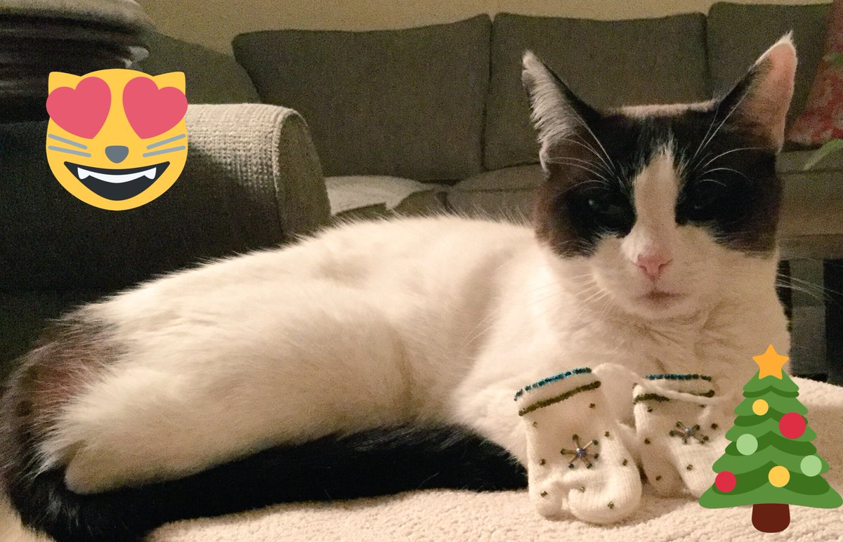 Ms_Morriss's tweet photo. Hope your holidays are purrrrrfect !! 🐱💕🎄❄️ https://t.co/YUXBiulHbG