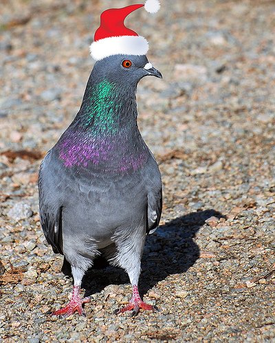 DirectSolarCare's tweet image. Santa's pigeons have been spotted in London making deliveries. #Christmas is nearly here!