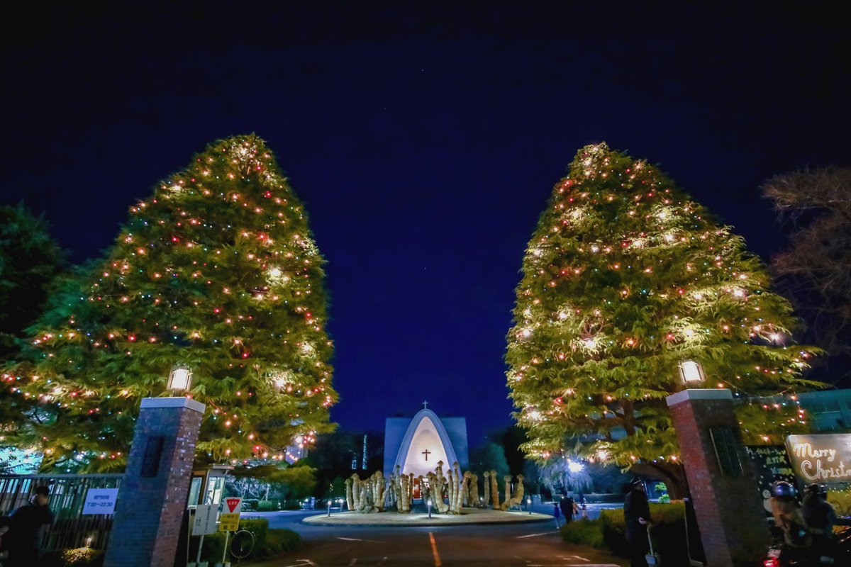 Yuji Shibasaki Photo 立教大学新座キャンパス クリスマスツリー うちから最も近く 最も巨大なリアル クリスマスツリー 今年も見事に輝いております 警備員さんから撮影の快諾を得てゆっくりと撮れました 立教大学の皆様 今年も素敵なツリーを