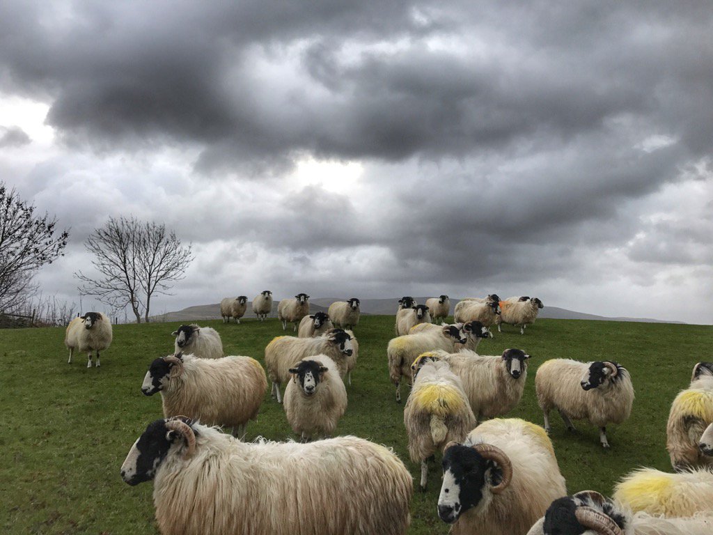 Christmas Eve.  <a href="/NFUCountryside/">Countryside</a> <a href="/sheep_farmers/">Sheep Farmers</a> shepherdess.co.uk