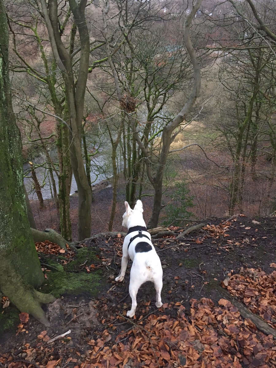 shutter_buggers's tweet image. Looking  for Santa @YolkTheDog